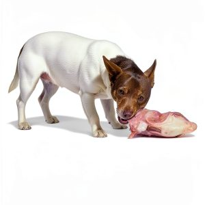 Rivetco Food Animal Veterinary Medicine Guide-0
