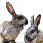 Rabbit Care Guide Storey Publishing 5th Ed eBook-0