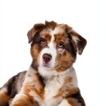 Veterinary Medicine Kindle eBook: Small Animal Care Guide-0